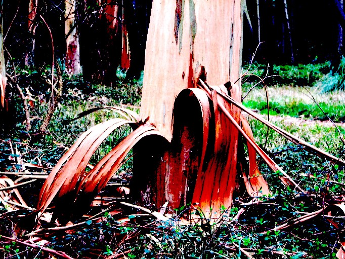 [@FB-444-080203-5106-Eucalipto-[R30.JPG]